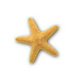 starfish transparent background copy_4